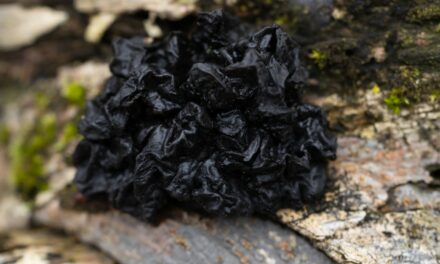 Species list from Dark Hollow Woods on 04/12/2025