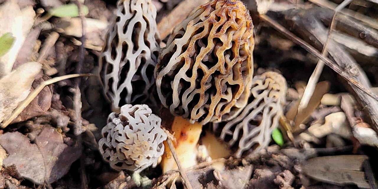 Species list from Hartwood Acres on 04/19/2025