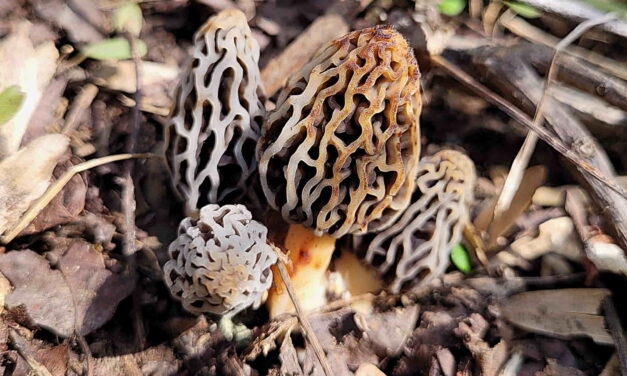 Species list from Hartwood Acres on 04/19/2025