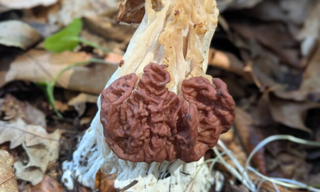 Species list from Little Sewickley Creek Watershed on 04/27/2025