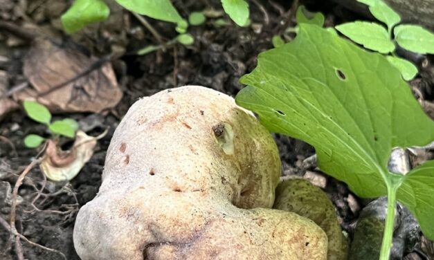 Species list from ALT Walk at Fern Hollow on 05/19/2025