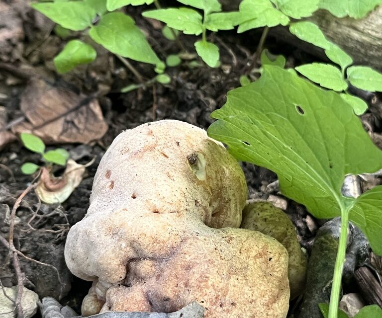 Species list from ALT Walk at Fern Hollow on 05/19/2025