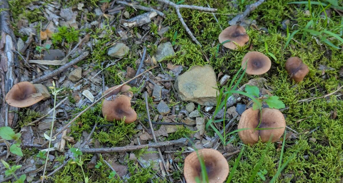 Species list from Brush Creek Beaver County on 05/15/2025