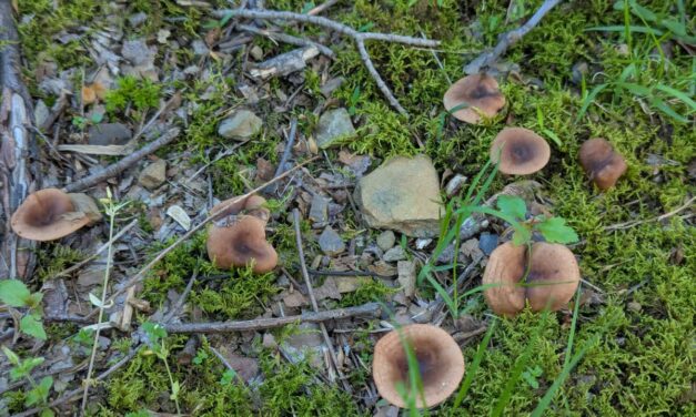 Species list from Brush Creek Beaver County on 05/15/2025