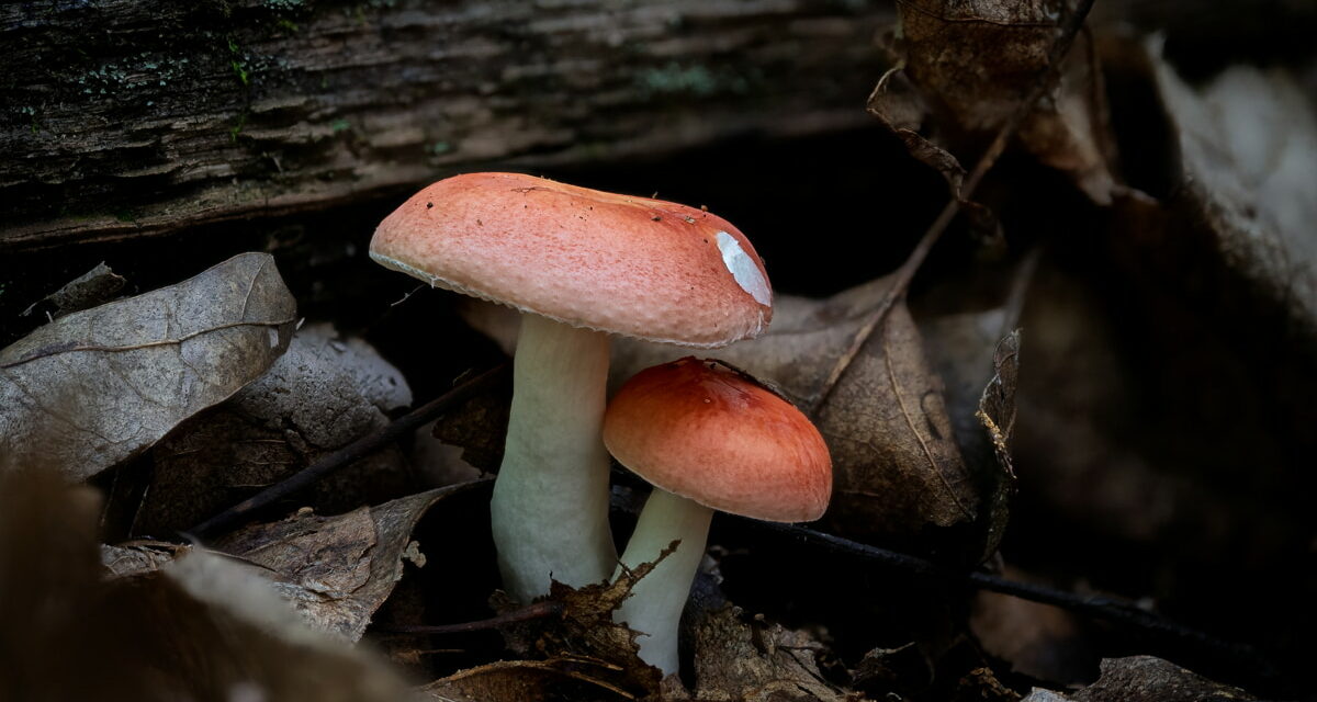 Species list from Dorothy Fornof Foray at Deer Lakes on 06/22/2025