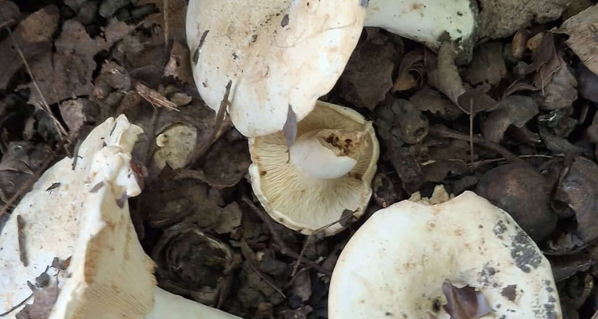 Species list from LesbiYinz July Walk on 07/22/2025