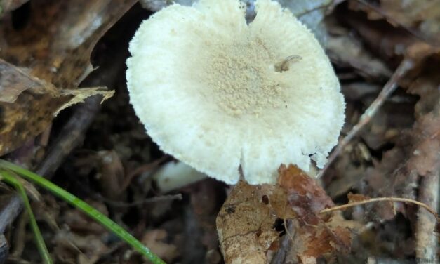 Species list from State Game Lands 203 on 07/26/2025