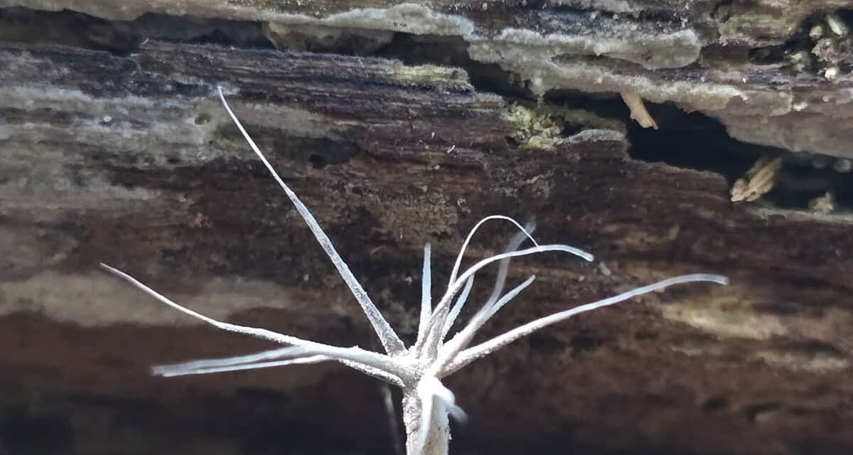 Species list from Oil Creek Wildcat Hollow on 08/24/2025