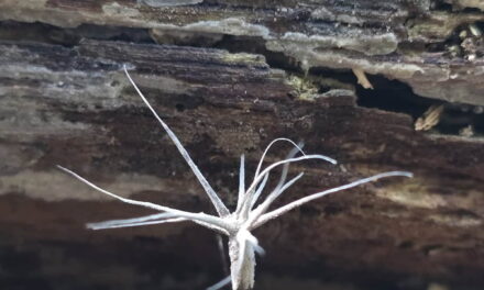 Species list from Oil Creek Wildcat Hollow on 08/24/2025