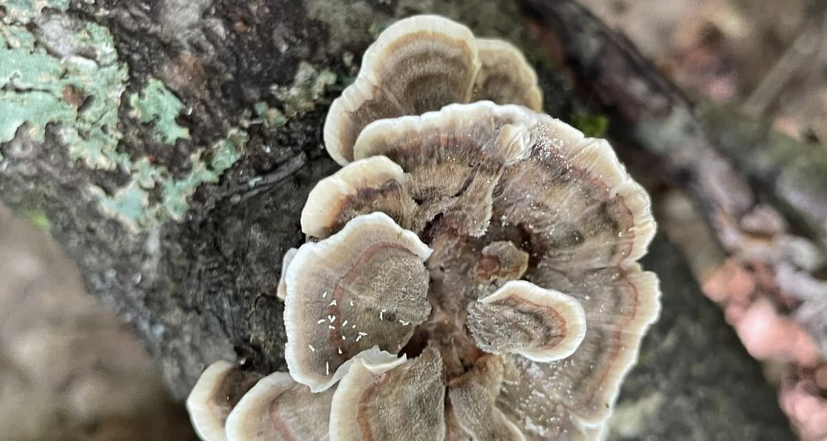 Species list from Clear Creek State Forest walk by Josh Mowris on 08/09/2025
