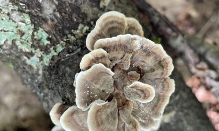 Species list from Clear Creek State Forest walk by Josh Mowris on 08/09/2025