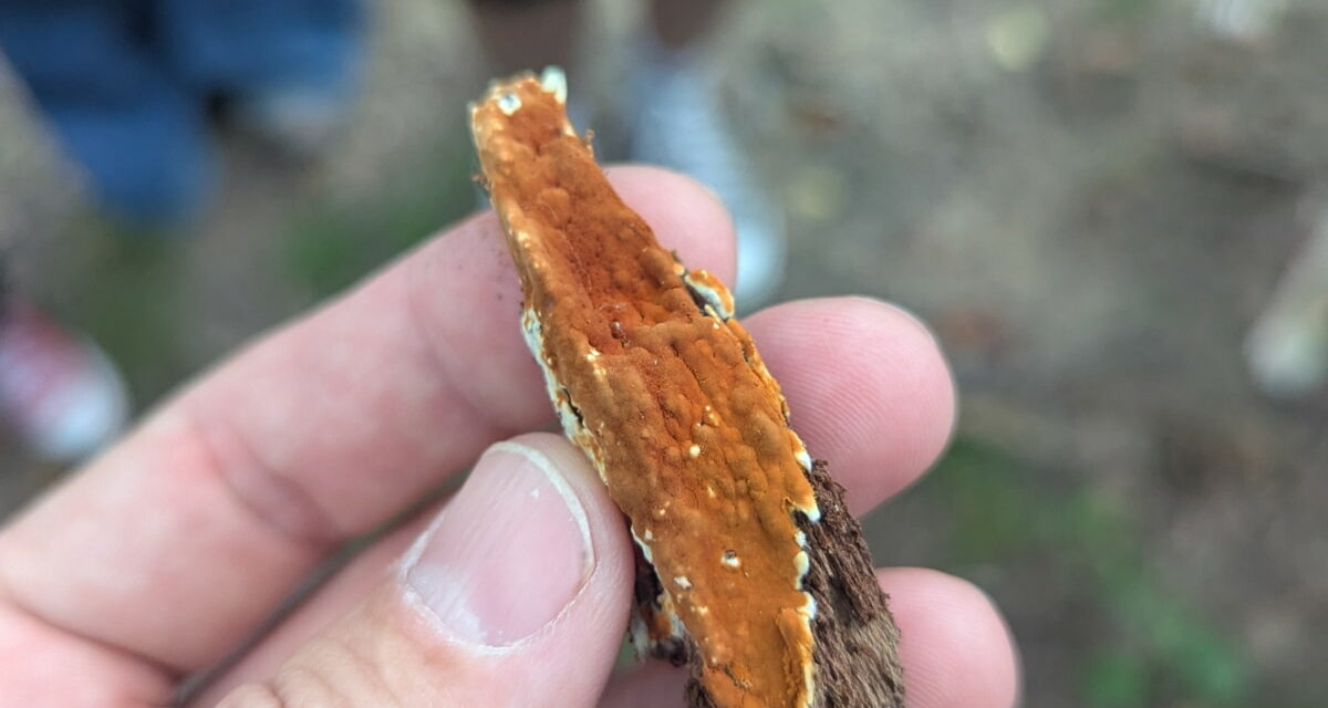 Species list from Washington Park on 09/03/2025