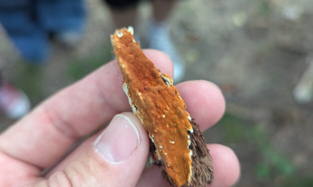 Species list from Washington Park on 09/03/2025