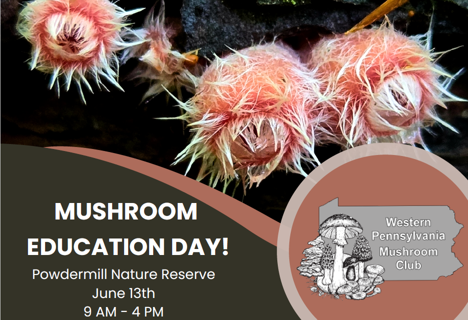 Mushroom Education Day 2026